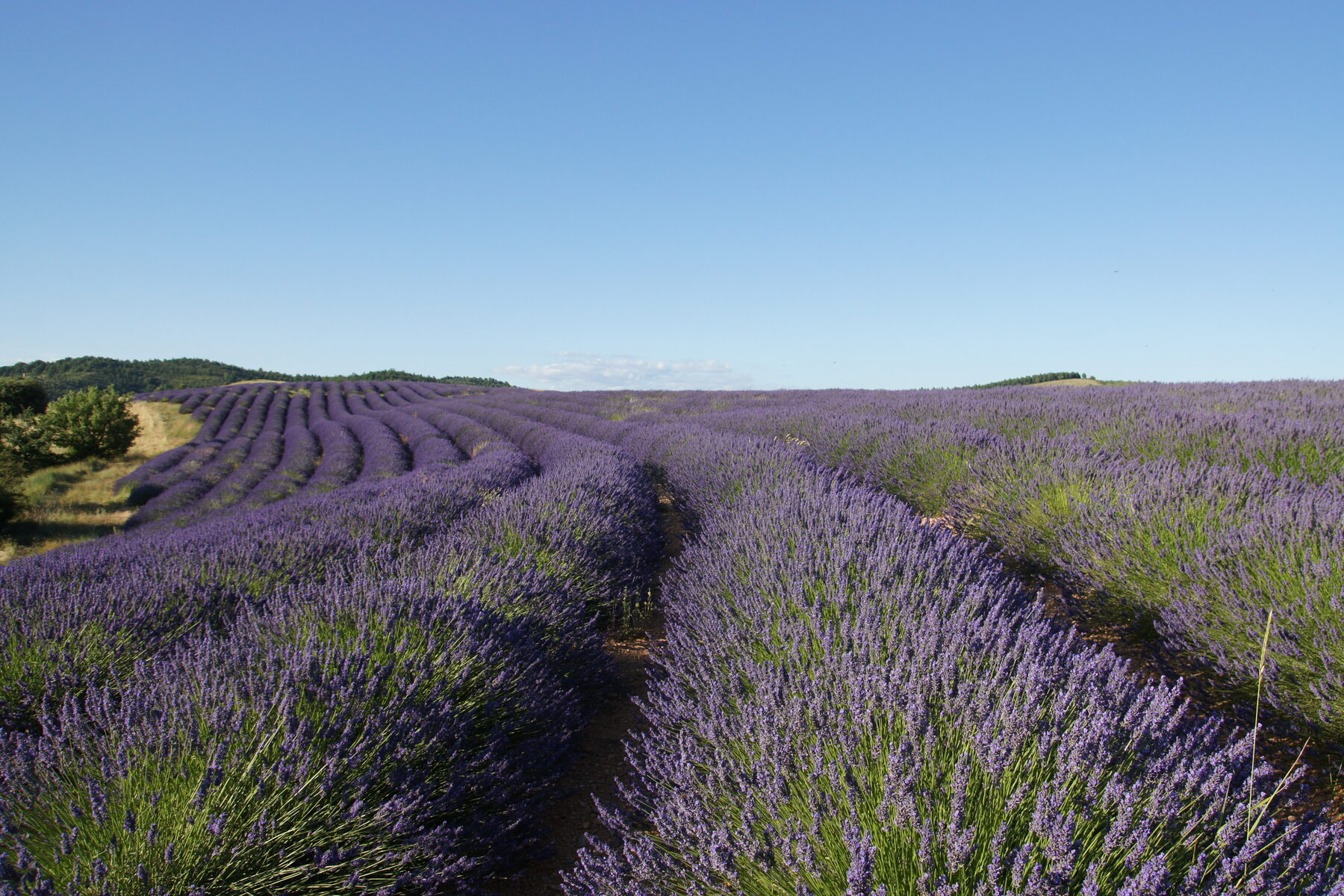 Champs de lavande en fleurs au rucher des Pénitents, Haute-Provence