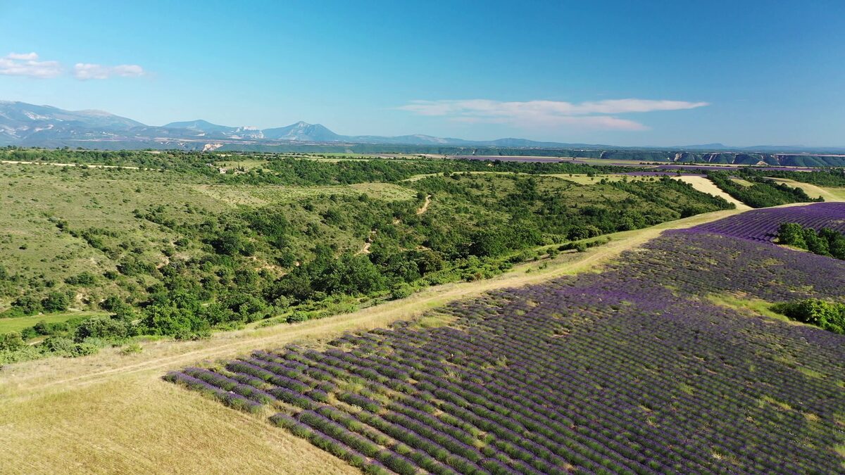 Vue aérienne des champs de lavande et de la vallée en Haute-Provence