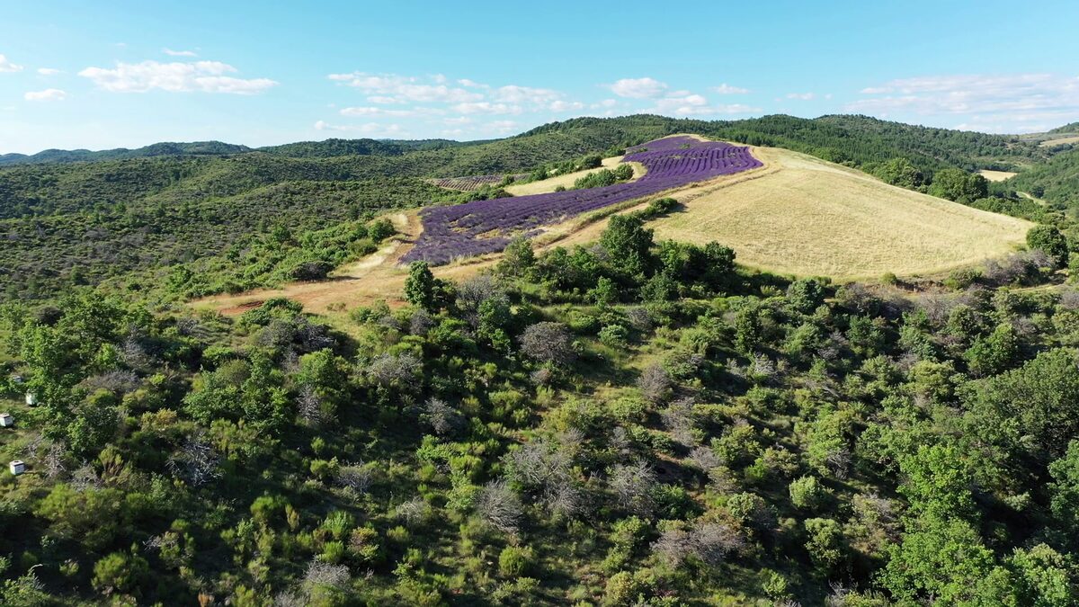 Parcelle de lavande sur les collines autour du rucher