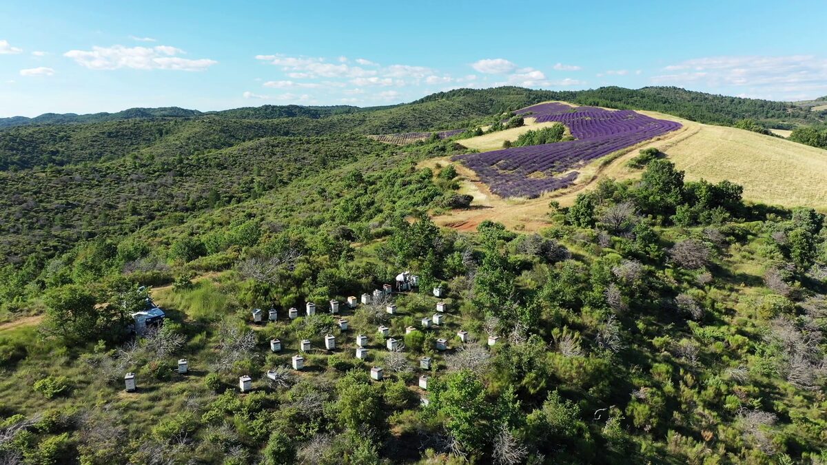 Vue d'ensemble du rucher au milieu de la garrigue et de la lavande