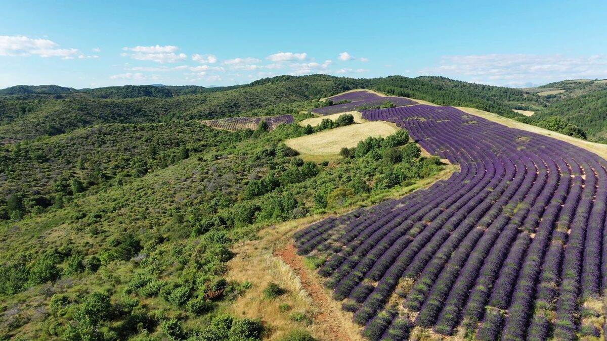 Rangs de lavande en fleurs vus du ciel